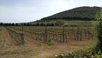 Weinprobe