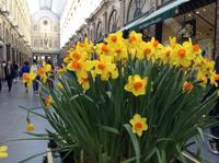 Blumen in der Galerie