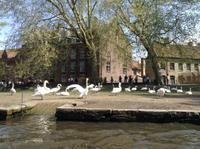 die Schwäne am Minnewasser