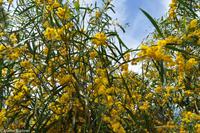 Insel Vulcano - Akazie