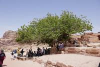 400 Jahre alter Baum auf Gelände Petra