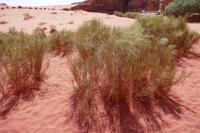 Ginster in der Wüste