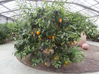 im Zitronengarten bei Oskar Tintori Sede