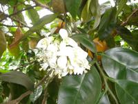 im Zitronengarten bei Oskar Tintori Sede