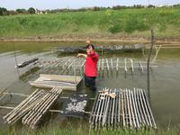 Austernfarm von Marennes mit Erklärerin Amelié