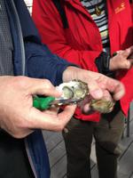 Schulung im Austernöffnen