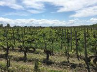 Ausflug ins Weinbaugebiet Médoc