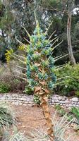 050 Insel Lokrum, Botanischer Garten