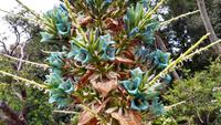 051 Insel Lokrum, Botanischer Garten