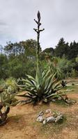 052 Insel Lokrum, Botanischer Garten