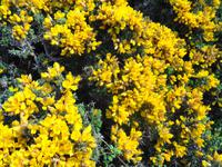 Guernsey, Ginster 