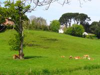 Guernsey, Kühe 