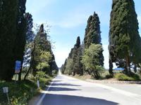 Längste Zypressenallee der Welt hier in der Toskana