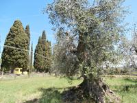 Olivenbäume sehr alt