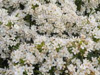 Jersey, Garten der Familie Lea