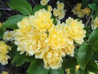 Jersey, Garten der Familie Lea