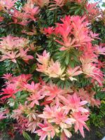 Jersey, Garten der Familie Skinner