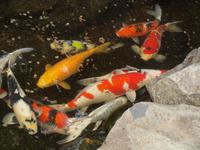 Kamakura - Hasedera Tempel