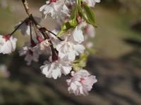 Himeji - Hiroshima - Besichtigung von Himeji - Koko-en Garten