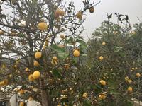 IMMER WIEDER ZITRONEN