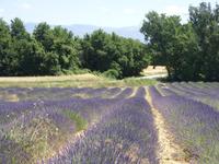Tag 4 - 6 - Fotostopp auf Plateau de Valensole (3)