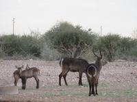 ein schöner Rücken vom Springbock
