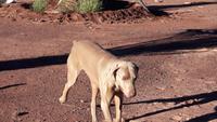 Otto der Farmhund