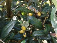 Entlang der Levada von Marocos - Mispel