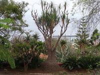 der botanische Garten von Funchal - Elefantenfuß