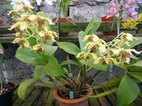 Quinta Boa Vista - Orchideen-Zauber