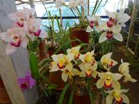 Quinta Boa Vista - Orchideen-Zauber