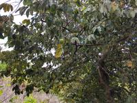 Madeira, Levada Marocos, Cheremoja Baum