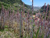 Madeira, Levada Marocos, Zuckerrohr