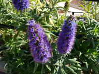 Madeira, Eira do Serrado, Stolz Madeiras