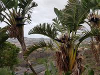 Madeira, Funchal, Botanischer Garten, Baumstrelitzie oder Strelitzia Nicolai