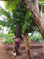 Madeira, Funchal, Botanischer Garten, Banane