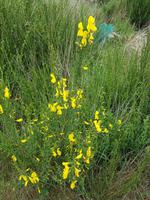 Madeira, Levada do Paul, Besenginster