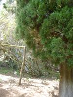Ninfa