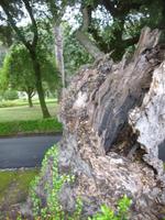 Vatikanischer Garten Castel Gandolfo