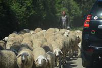 Schafsherde kommt entgegen