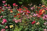 Rosenpracht