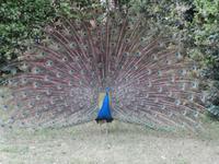 Villa Medici Pfauenschau