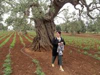 Olivenbaum mit Valeria