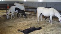 Lipica - die Lipizzaner