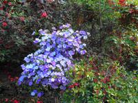 Madeira - Botanischer Garten 