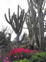 Madeira - Botanischer Garten 