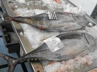 Madeira - Funchal, Markthalle 