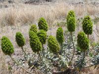 Madeira - Wanderung zur Ponta de São Lourenço