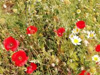 Überall blühen die roten Mohnblumen