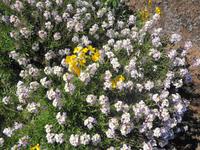 Madeira - Wanderung Pico do Arieiro - Pico Ruivo - Achada do Teixeira 